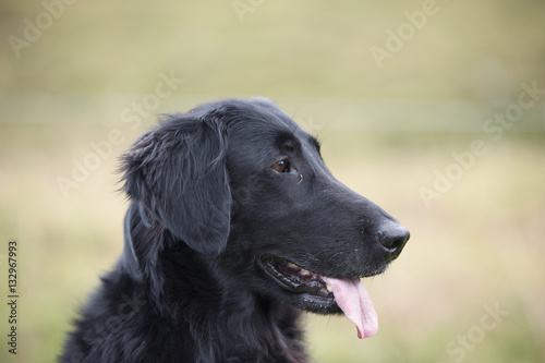 Head of black flat-coated retriever from a profile. Dog has nice brown almond eyes, black nose, trimmed ears and he is showing his tongue. Very nice head and expression. He is looking attentively. © eva