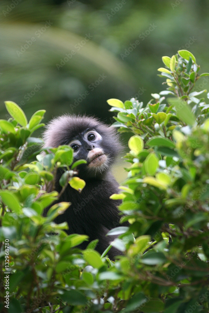 Leaf monkey,Dusky langur on the tree. Leaf monkey,Dusky langur on the tree.