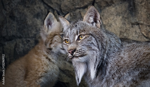 lynx