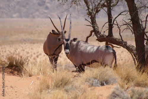Fototapeta Naklejka Na Ścianę i Meble -  Oryxantilope unter Baum