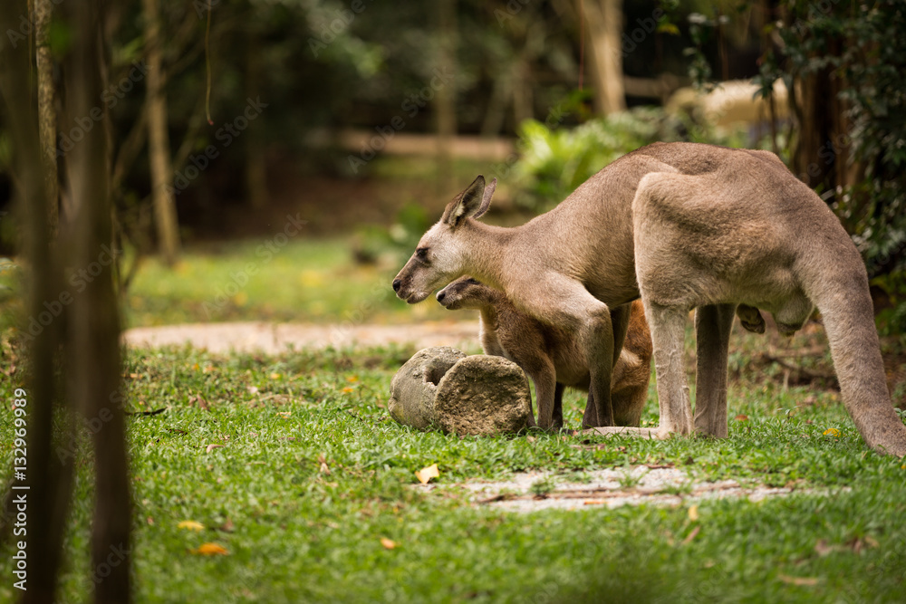 Kangaroo side view