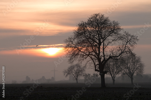 Abendbäume