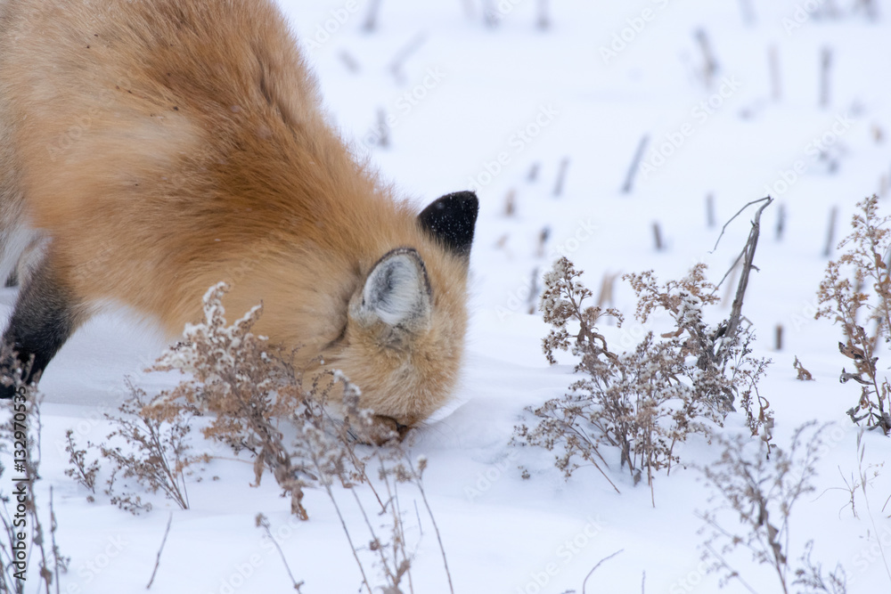 Obraz premium Winter Red Fox