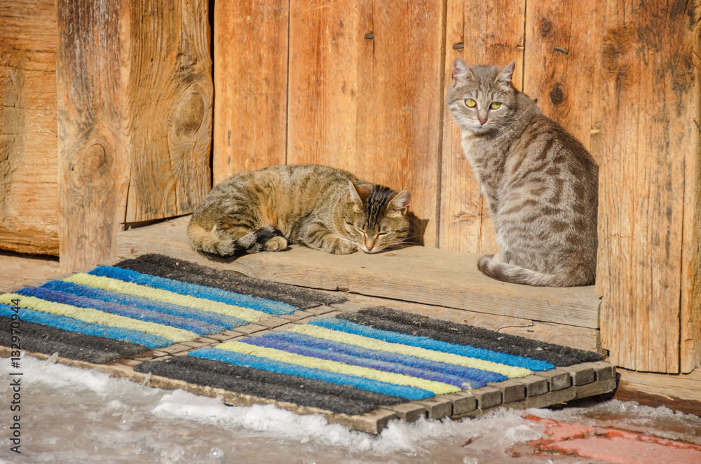 Obraz premium Two cats on a threshold of an old log house
