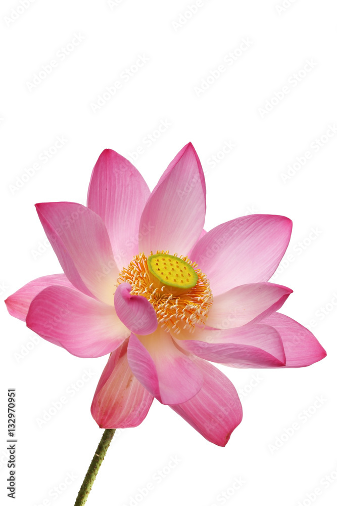 Fototapeta premium blooming lotus flower isolated on white background.