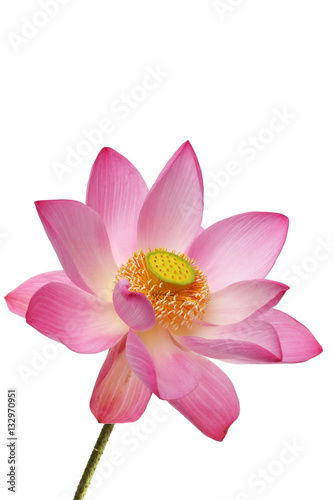 blooming lotus flower isolated on white background. © sakhorn38