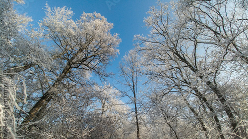 Bäume zur Winterzeit bei blauen Himmel und Sonnenschein