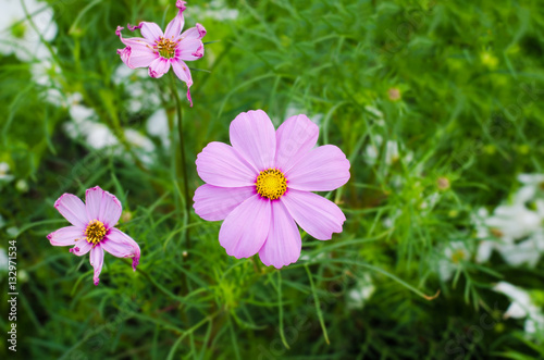 beautiful cosmos flowers with sky in the park.