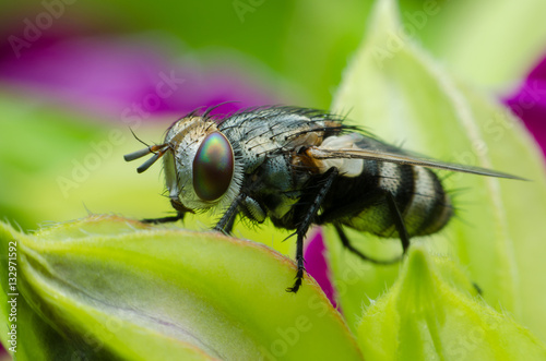 a fly on green flower leaf . © thithawat