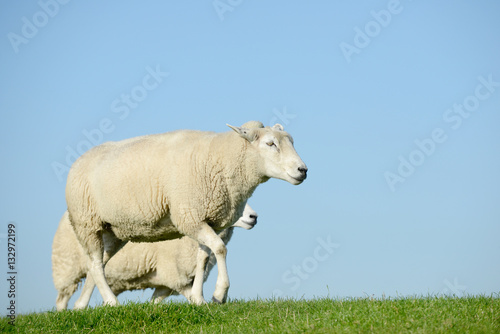 sheep running on meadow in front of blue sky