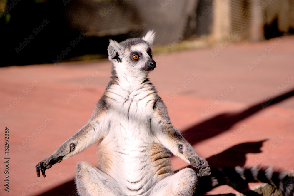 Obraz premium Close up portrait of a cute ring tailed lemur on the blurred background. Copy space for text.