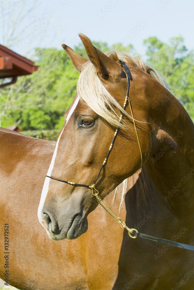Obraz premium Beautiful thoroughbred marchador horse in green farm field pasture equine industry 