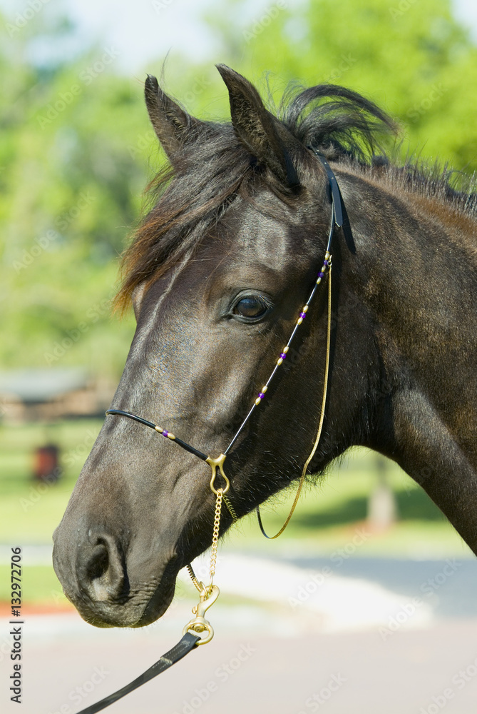 Beautiful thoroughbred marchador horse in green farm field pasture equine industry
Beautiful thoroughbred marchador horse in green farm field pasture equine industry