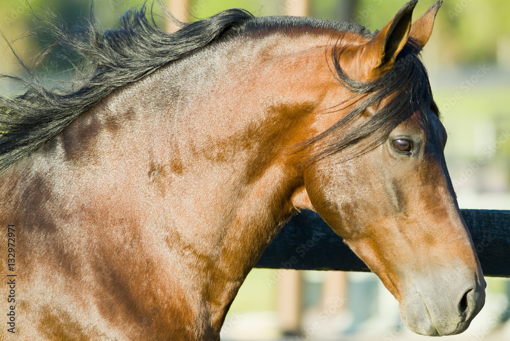 Fototapeta Piękny thoroughbred marchador koń w zielonym rolnym polu paśnik equine przemysł