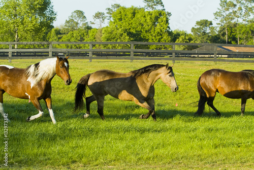 Beautiful thoroughbred marchador horse in green farm field pasture equine industry 