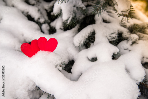 Two red hearts lie on the snow-covered fir branches 
