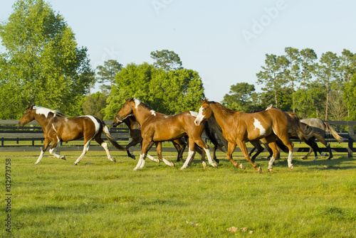 Beautiful thoroughbred marchador horse in green farm field pasture equine industry 