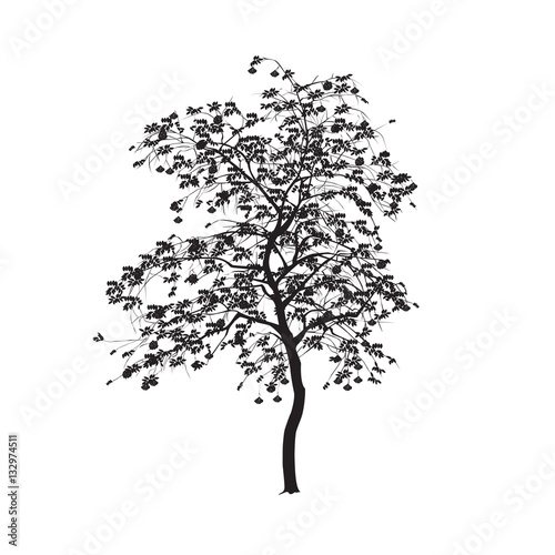 Silhouette: a mountain ash with leaves
