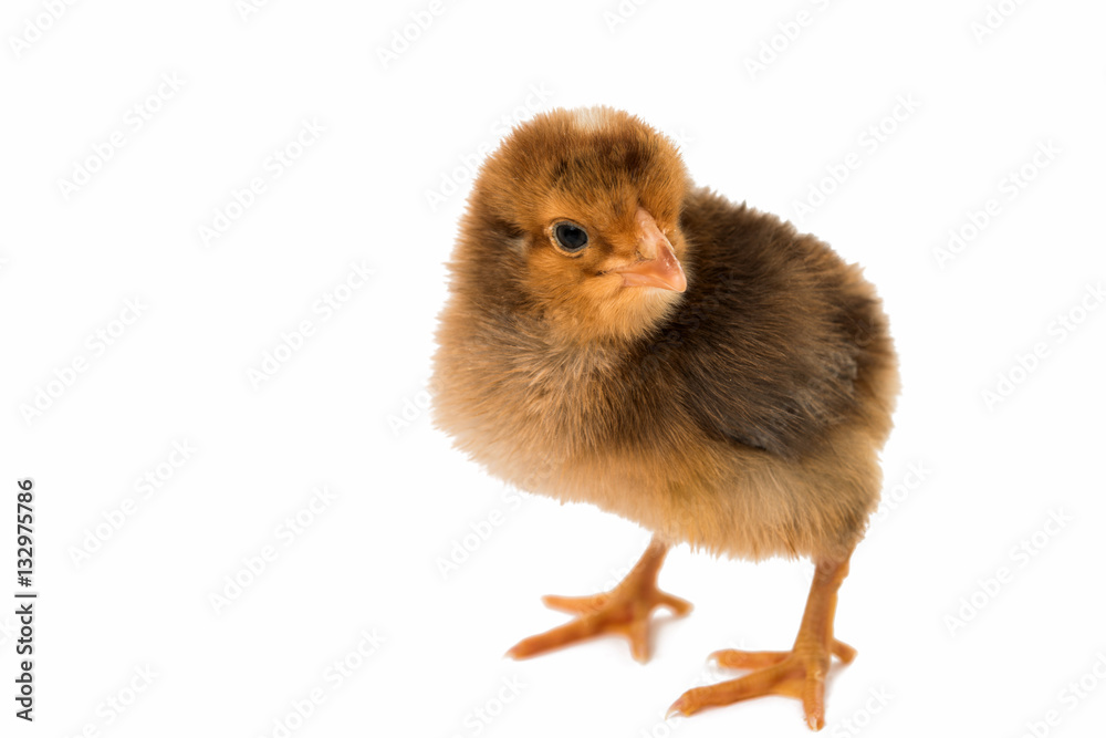 Fototapeta premium little chicken isolated