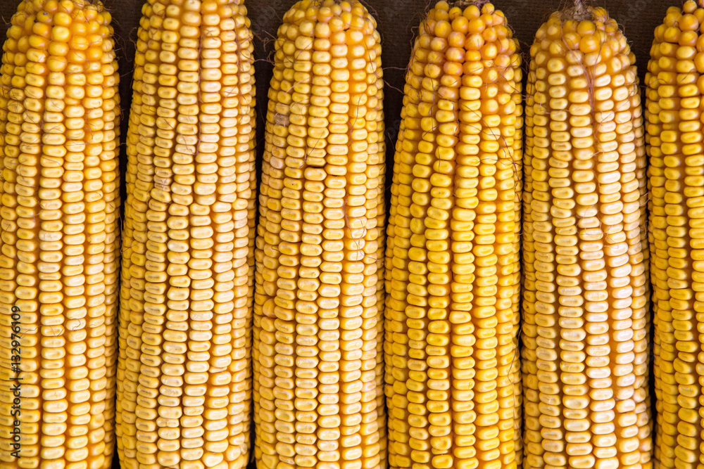 Dried corn on cobs Dried corn on cobs