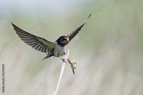 Barn swallow (Hirundo rustica)