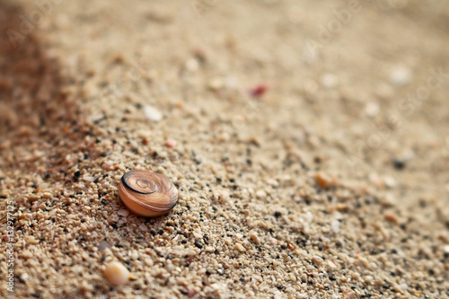 Beautiful shells on the sand. 