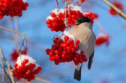 Bullfinch eating red rowan berry on blue sky background
