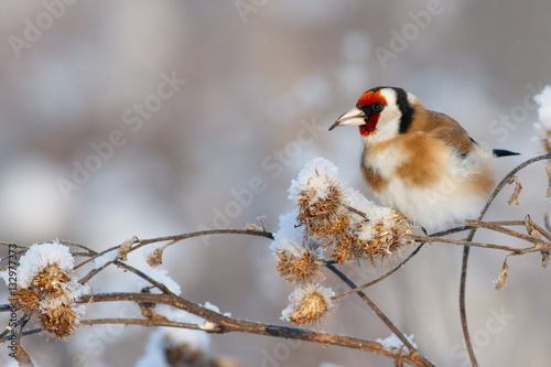 Goldfinch bird sitting on branch of burdock and eat seed