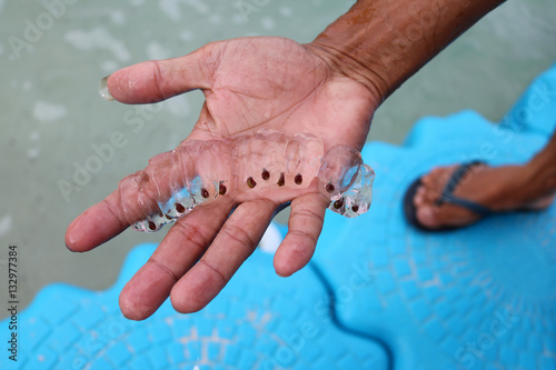 Salpa,Creatures in the sea. 