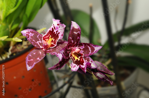 Hybrid Beallara orchids photo