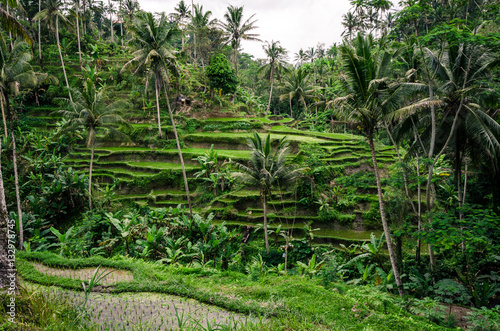 Terraced Rice Paddy Fields, Bali