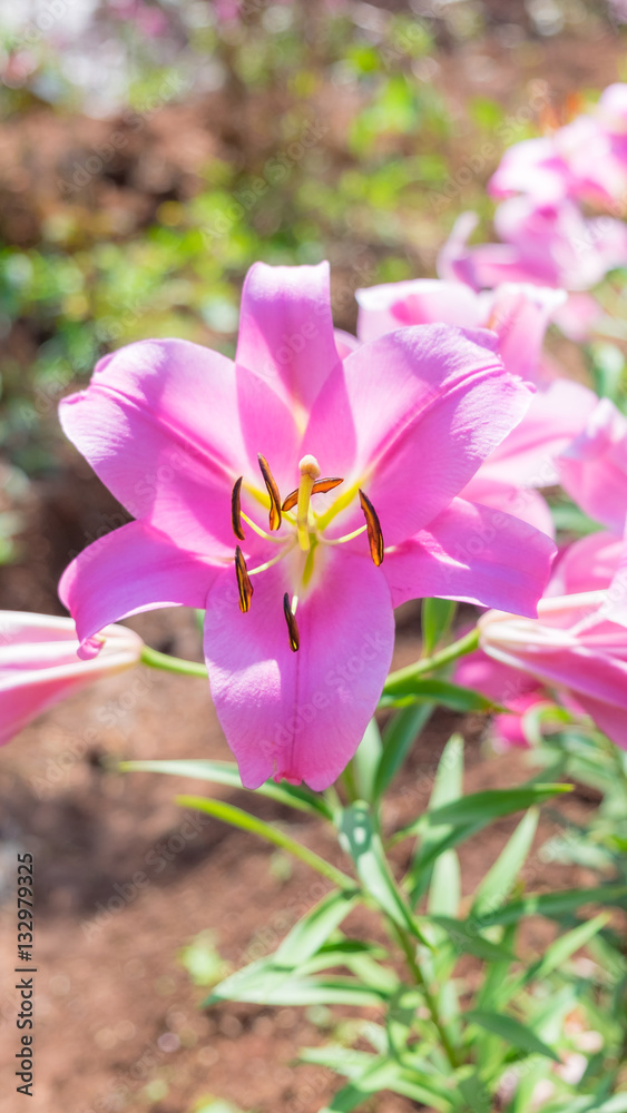 pink lily flower in garden background,pink flower background pink lily flower in garden background,pink flower background