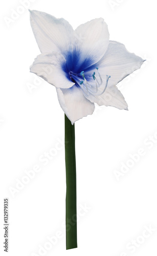 white-blue flower, white isolated background with clipping path. Closeup. no shadows. Shot of White-blue Colored. Nature.