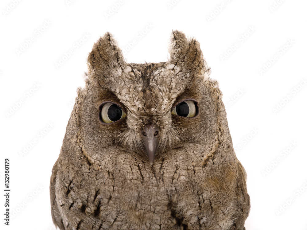 portrait European scops owl portrait European scops owl