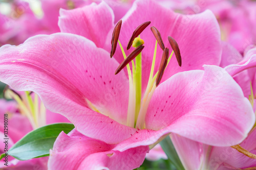 pink lily flower in garden background pink flower background