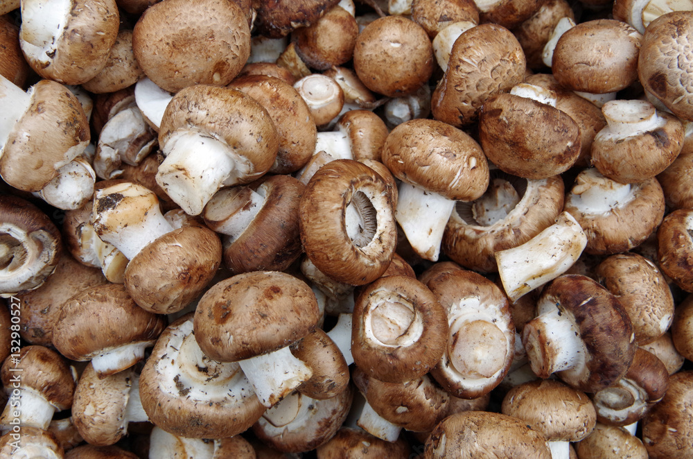 Farm fresh portobello mushrooms displayed for market Farm fresh portobello mushrooms displayed for market