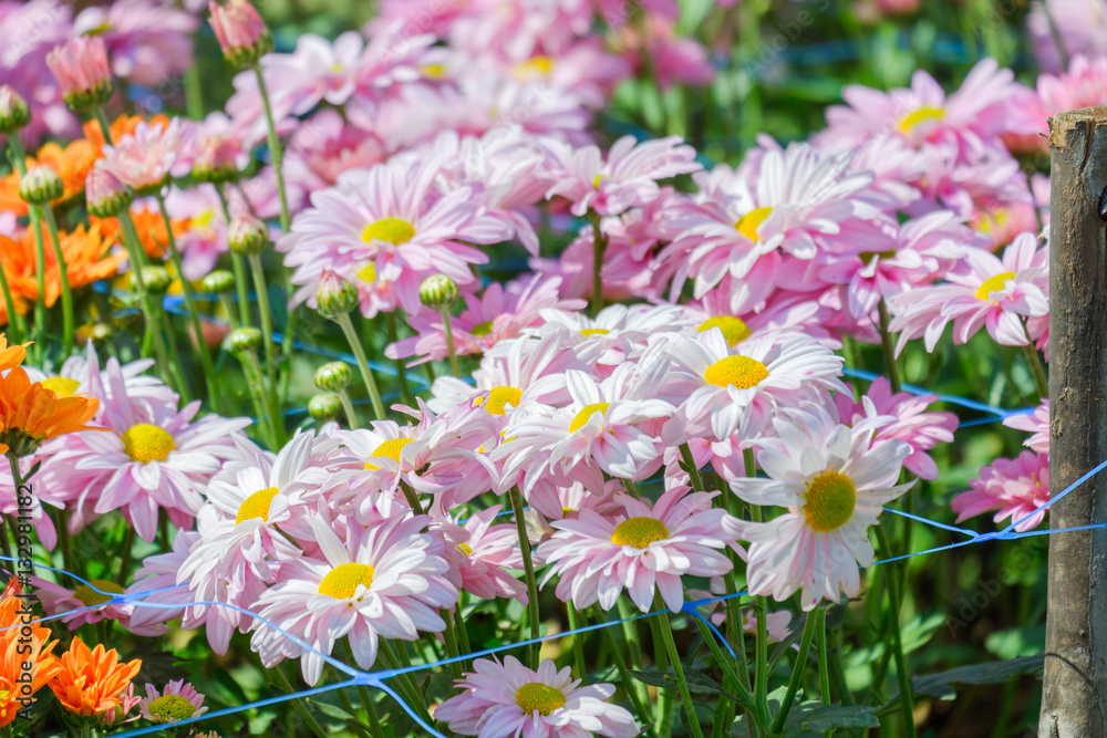 Beautiful chrysanthemum as background picture.