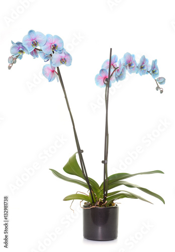 Fototapeta Naklejka Na Ścianę i Meble -  orchid in studio