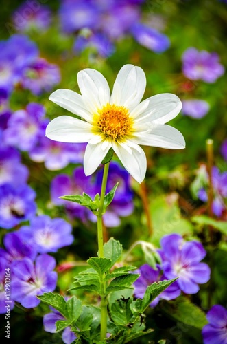 Daisy