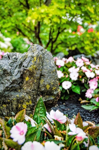 Garden in the rain