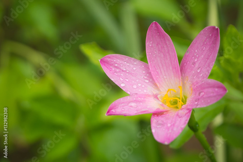 Closeup flower pink yellow pollen with water drop