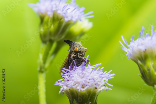 Strange treehopper or Membracidae insect animal on the flower photo