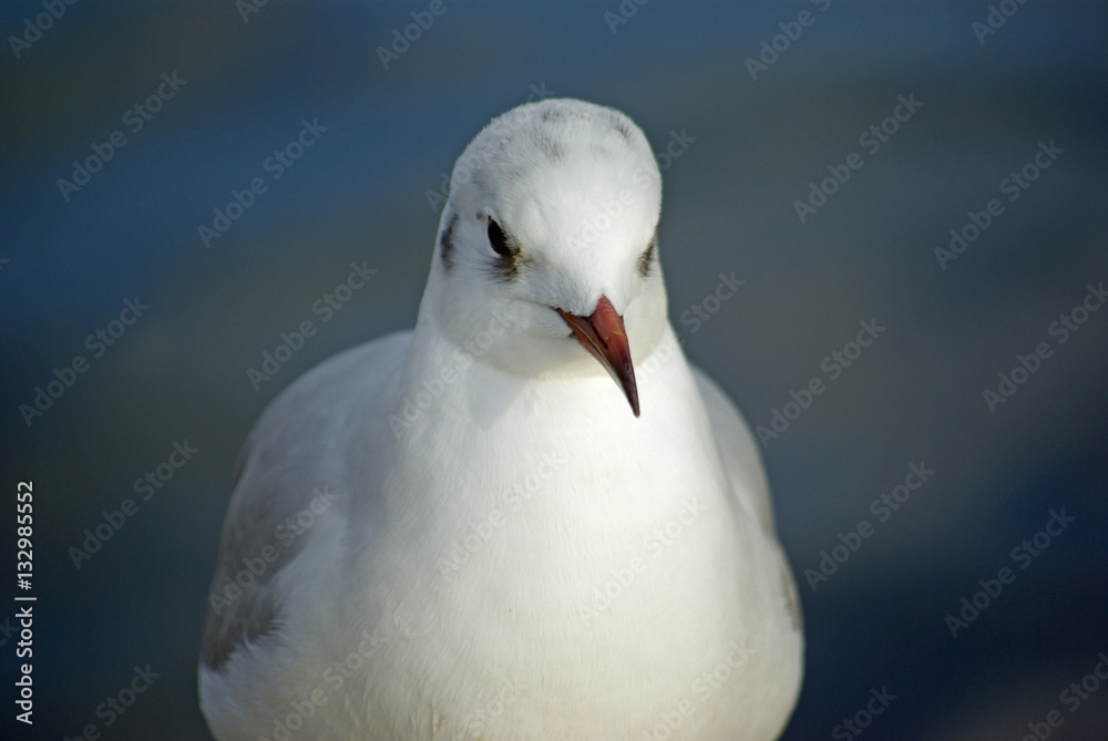 Portrait de mouette grise en hiver Portrait de mouette grise en hiver