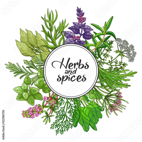 Vector round design with spices and herbs. Decorative colorful composition with type design