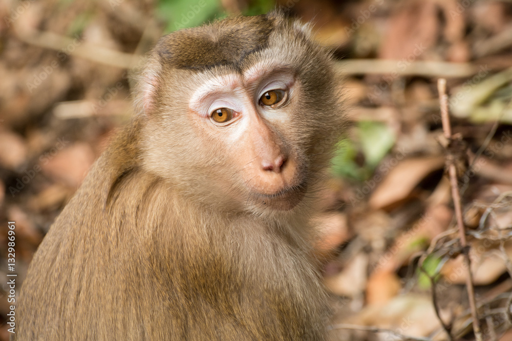 Monkey portrait