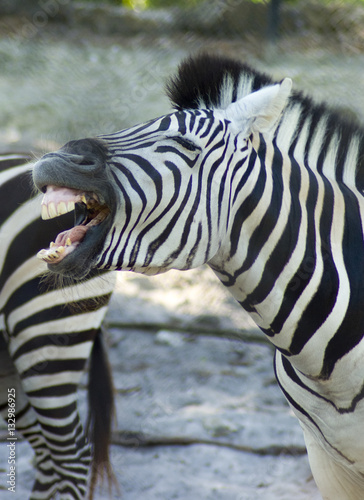Laughing Zebra