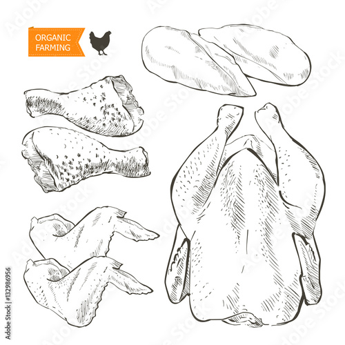 chicken meat vector