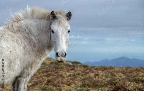White wild horse  rectangular image with space