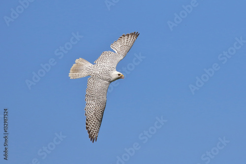Hybrid Gerfalke Lannerfalke