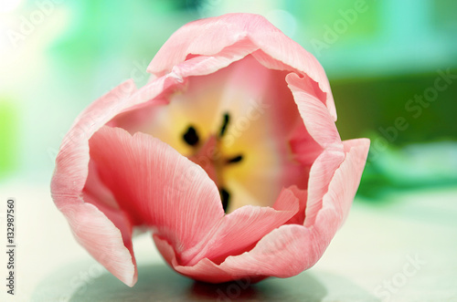 Fototapeta Naklejka Na Ścianę i Meble -  Tulip,flower,beautiful,spring